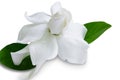 Gardenia jasminoides Cape jasmine flower on white background. Royalty Free Stock Photo