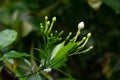 Gardenia jasminoide , the gardenia is an evergreen flowering plant of the coffee family Rubiaceae Royalty Free Stock Photo