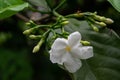 Gardenia jasminoides, the gardenia is an evergreen flowering plant of the coffee family Rubiaceae Royalty Free Stock Photo