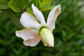 Gardenia jasminoides flower Royalty Free Stock Photo