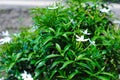 Gardenia jasminoides flower Royalty Free Stock Photo