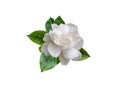 Gardenia flower and leaves isolated on white Royalty Free Stock Photo