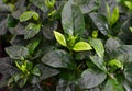 Gardenia jasminoides leafs close up. Royalty Free Stock Photo