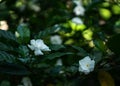 Gardenia jasminoides white big flower and green leaf Royalty Free Stock Photo