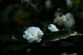 Gardenia jasminoides white big flower and green leaf Royalty Free Stock Photo