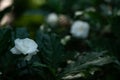 Gardenia jasminoides white big flower and green leaf Royalty Free Stock Photo