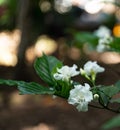 Gardenia jasminoides white big flower and green leaf Royalty Free Stock Photo