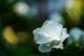 Gardenia jasminoides white big flower and green leaf Royalty Free Stock Photo