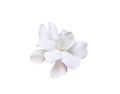 Gardenia jasminoides white blossom with water drops Cape jasmine, Gareden gardenia, Gerdenia, Bunga cina isolated on white