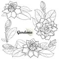 Vector set of outline Gardenia flower bunch, bud and ornate leaf in black isolated on white background. Bouquet with Gardenia.