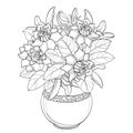 Vector bouquet with outline Gardenia flower, bud and ornate leaf in round vase in black isolated on white background.