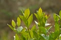 Gardenia leaves against neutral background
