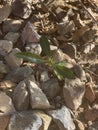 Gardenia leaves 4291