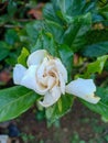 The gardenia plant has several meanings such as purity, love and kindness