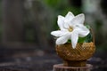 Gardenia saxatilis Geddes flower on nature background Royalty Free Stock Photo