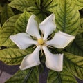 Gardenia Royalty Free Stock Photo