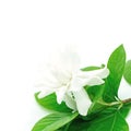 Gardenia