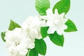 Gardenia