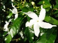 Gardenia white flower and green leaves