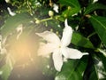 Gardenia white flower and orange sunbeam