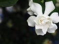 Gardenia white flowers and smail sweet in close up style