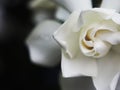 Gardenia white flowers and smail sweet in close up style