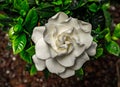Gardenia, white and green colors