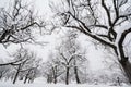 Garden in winter