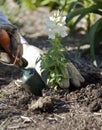 Gardening