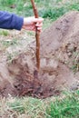 gardening activity people. Volunteers planting a tree. The girl plants fruit trees in the garden, hands with shovel digs the