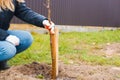 gardening activity people. Volunteers planting a tree. The girl plants fruit trees in the garden, hands with shovel digs the