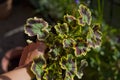 Gardening activity on the sunny balcony - repotting the plant Three-coloured Geranium - Pelargonium tricolour with decorative