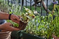 Gardening activity on the sunny balcony - repotting the plant Three-coloured Geranium - Pelargonium tricolour with decorative