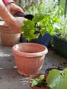 Gardening activity on the sunny balcony  -  repotting the plants Geranium, Pelargonium, pepper plants, squash seedlings and young Royalty Free Stock Photo