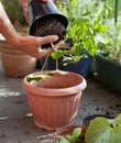 Gardening activity on the sunny balcony  -  repotting the plants Geranium, Pelargonium, pepper plants, squash seedlings and young Royalty Free Stock Photo