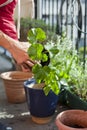 Gardening activity on the sunny balcony  -  repotting the plants Geranium, Pelargonium, pepper plants, squash seedlings and young Royalty Free Stock Photo