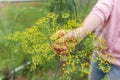 Gardening and agriculture concept. Female farm worker hand harvesting green fresh ripe organic dill in garden bed. Vegan