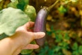 Gardening and agriculture concept. Female farm worker hand harvesting purple fresh ripe organic eggplant in garden. Vegan Royalty Free Stock Photo