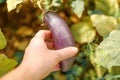 Gardening and agriculture concept. Female farm worker hand harvesting purple fresh ripe organic eggplant in garden. Vegan Royalty Free Stock Photo