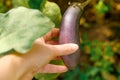 Gardening and agriculture concept. Female farm worker hand harvesting purple fresh ripe organic eggplant in garden Royalty Free Stock Photo