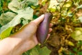 Gardening and agriculture concept. Female farm worker hand harvesting purple fresh ripe organic eggplant in garden. Vegan Royalty Free Stock Photo
