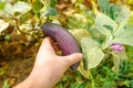 Gardening and agriculture concept. Female farm worker hand harvesting purple fresh ripe organic eggplant in garden. Vegan Royalty Free Stock Photo