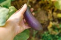 Gardening and agriculture concept. Female farm worker hand harvesting purple fresh ripe organic eggplant in garden. Vegan Royalty Free Stock Photo