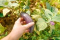 Gardening and agriculture concept. Female farm worker hand harvesting purple fresh ripe organic eggplant in garden. Vegan Royalty Free Stock Photo