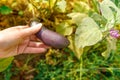 Gardening and agriculture concept. Female farm worker hand harvesting purple fresh ripe organic eggplant in garden. Vegan Royalty Free Stock Photo