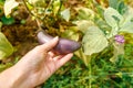 Gardening and agriculture concept. Female farm worker hand harvesting purple fresh ripe organic eggplant in garden Royalty Free Stock Photo