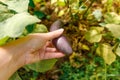 Gardening and agriculture concept. Female farm worker hand harvesting purple fresh ripe organic eggplant in garden Royalty Free Stock Photo