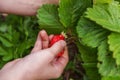 Gardening and agriculture concept. Female farm worker hand harvesting red fresh ripe organic strawberry in garden. Vegan Royalty Free Stock Photo