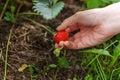 Gardening and agriculture concept. Female farm worker hand harvesting red fresh ripe organic strawberry in garden. Vegan Royalty Free Stock Photo