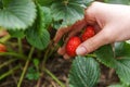 Gardening and agriculture concept. Female farm worker hand harvesting red fresh ripe organic strawberry in garden. Vegan Royalty Free Stock Photo